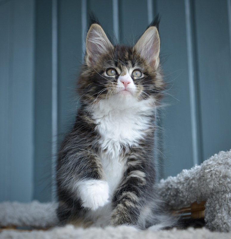 Juicy Great Lion - Kitten maine-coon 1 month 2.5 weeks