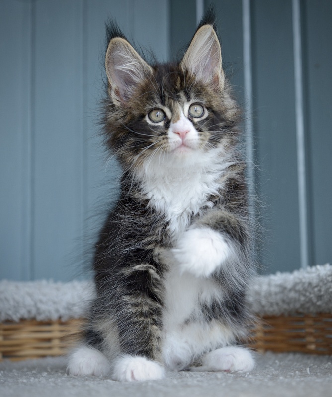 Juicy Great Lion - Kitten maine-coon 1 month 2.5 weeks