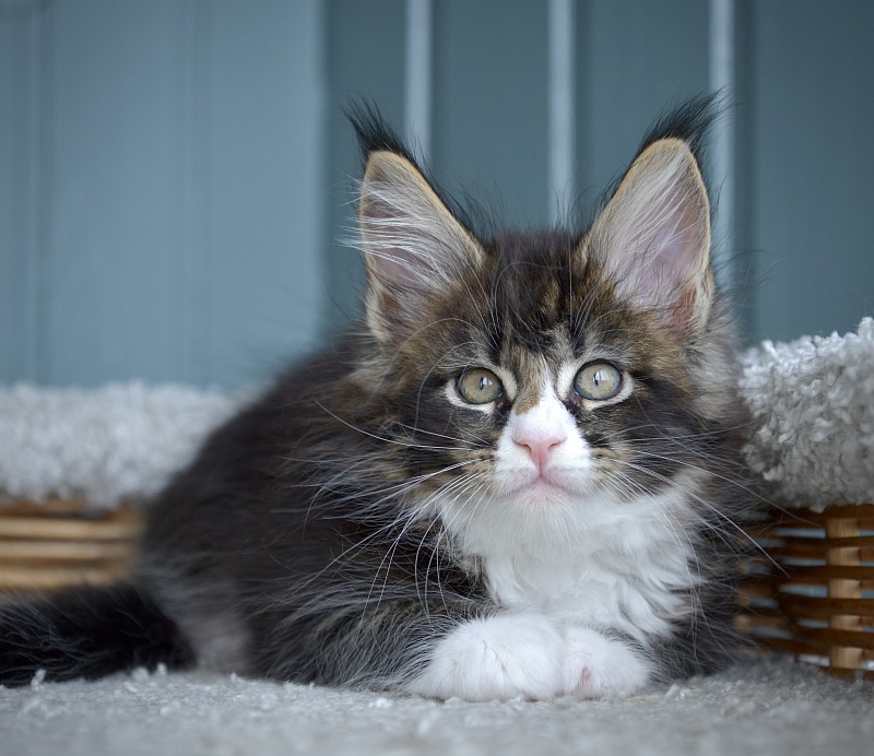 Juicy Great Lion - Kitten maine-coon 1 month 2.5 weeks