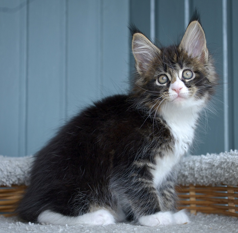 Juicy Great Lion - Kitten maine-coon 1 month 2.5 weeks