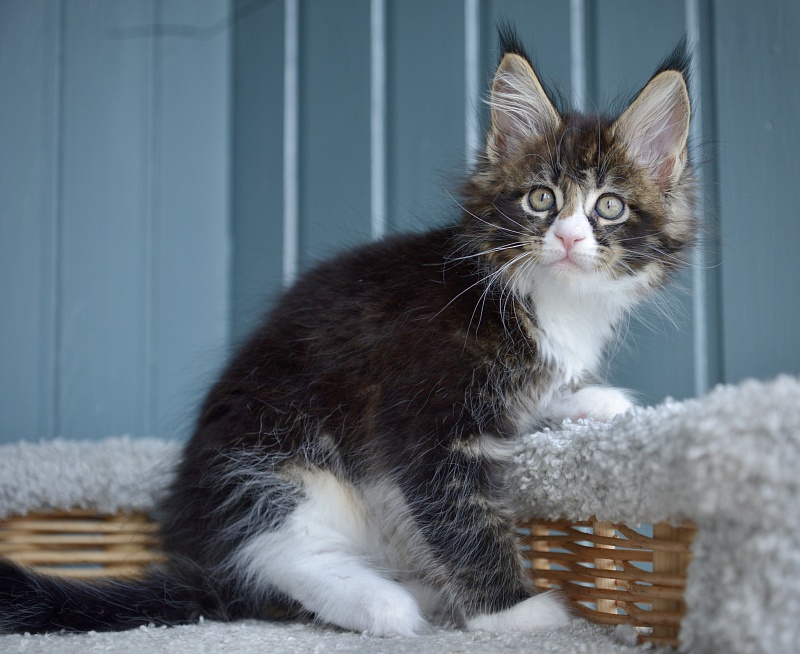 Juicy Great Lion - Kitten maine-coon 1 month 2.5 weeks
