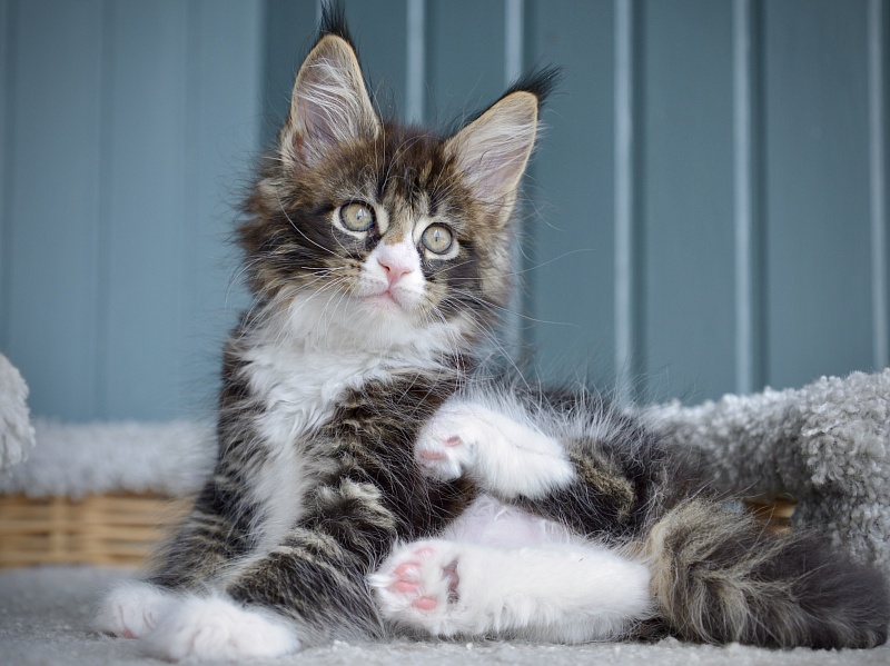 Juicy Great Lion - Kitten maine-coon 1 month 2.5 weeks