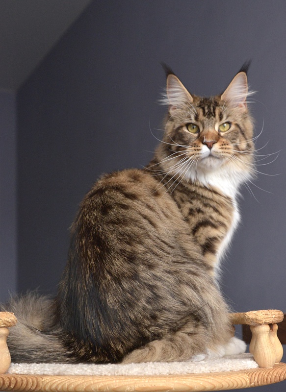 Makalina Xiatian - Junior maine-coon 9 months 1 week