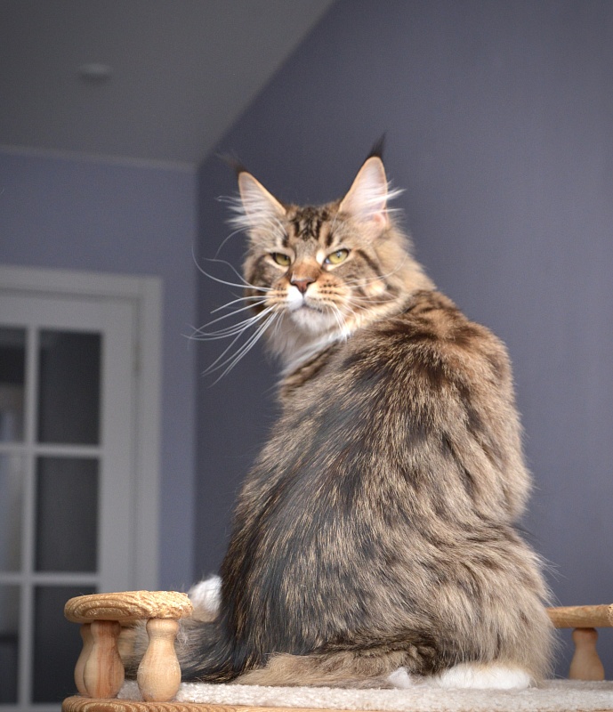 Makalina Xiatian - Junior maine-coon 9 months 1 week