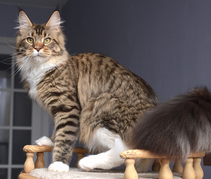 Makalina Xiatian - Junior maine-coon 9 months 1 week