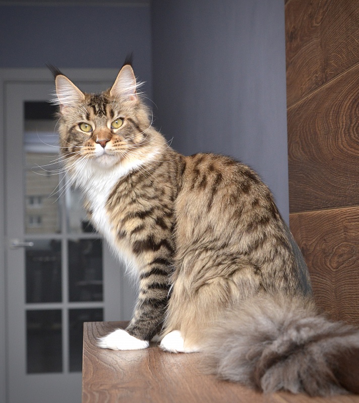 Makalina Xiatian - Junior maine-coon 9 months 1 week