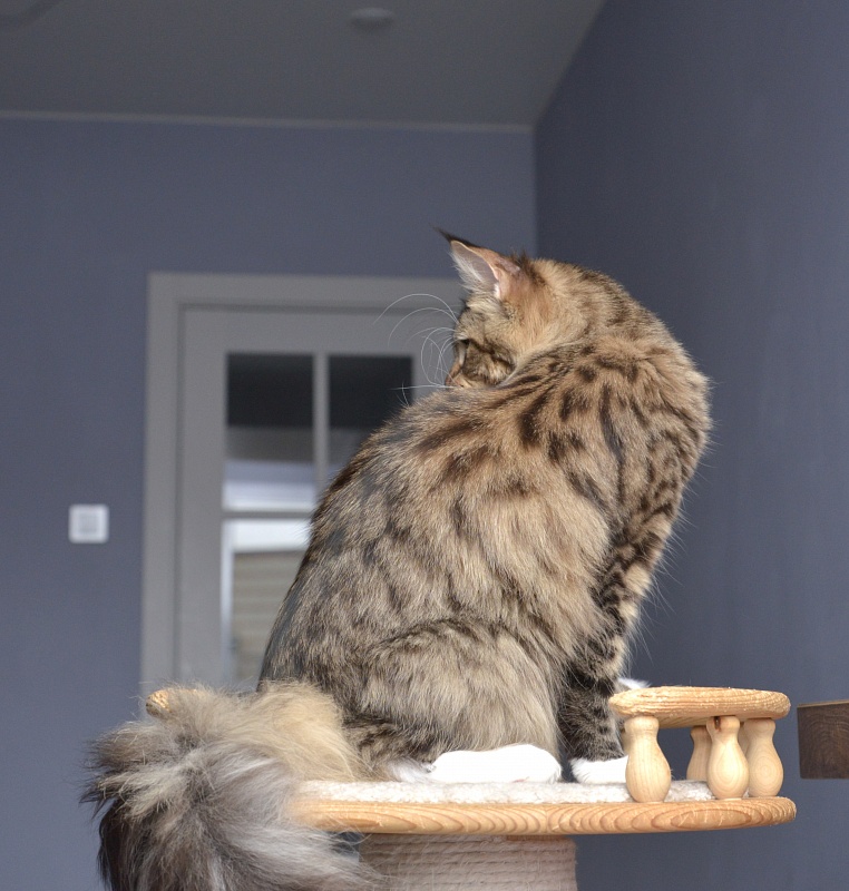 Makalina Xiatian - Junior maine-coon 9 months 1 week