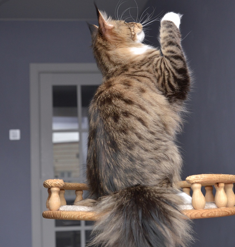 Makalina Xiatian - Junior maine-coon 9 months 1 week