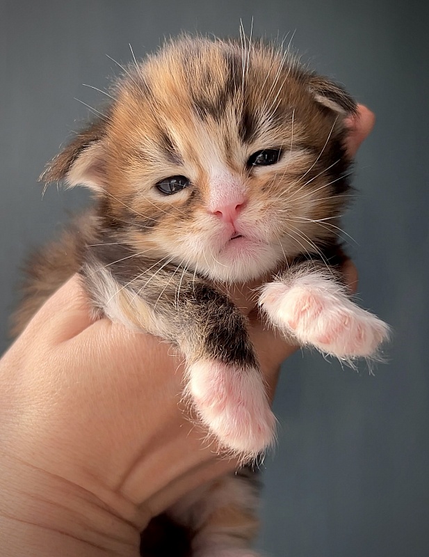 Konfeta Great Lion - Kitten maine-coon 1.5 week