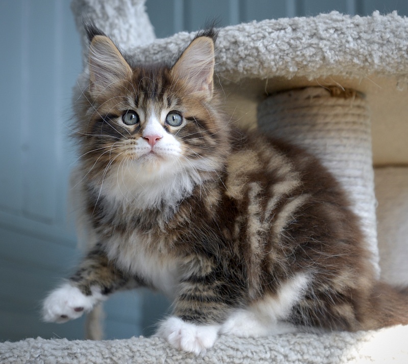 Lanselot Great Lion - Kitten maine-coon 1 month 3 weeks
