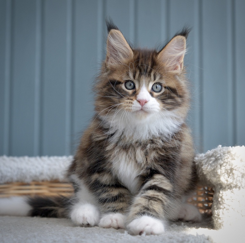 Lanselot Great Lion - Kitten maine-coon 1 month 3 weeks