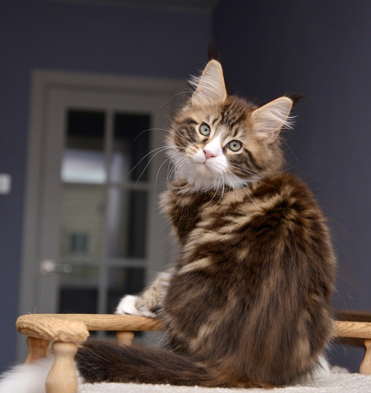 Lanselot Great Lion - Kitten maine-coon 2 months 1 week