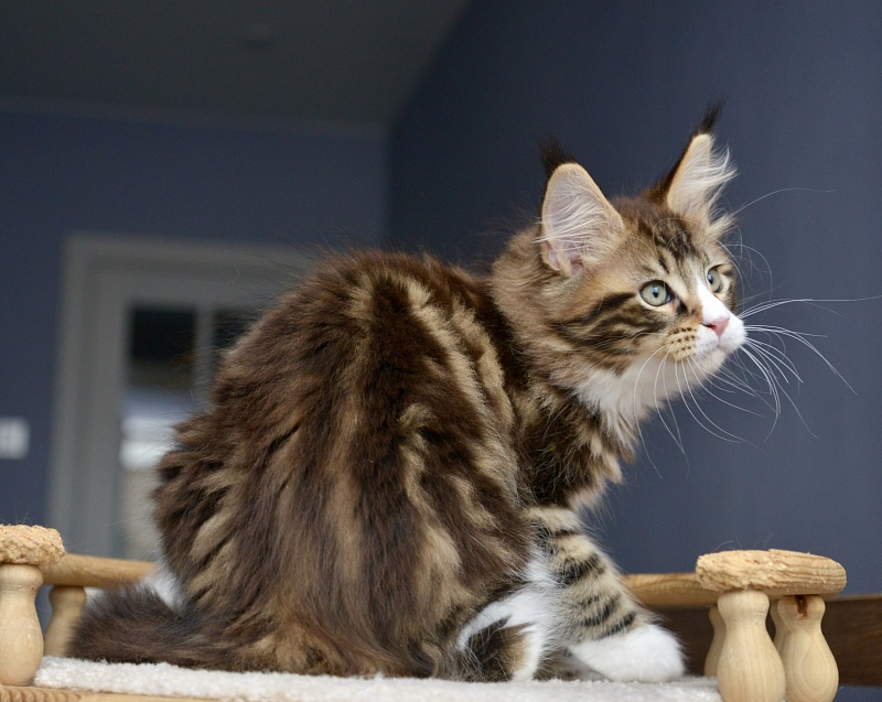 Lanselot Great Lion - Kitten maine-coon 2 months 1 week