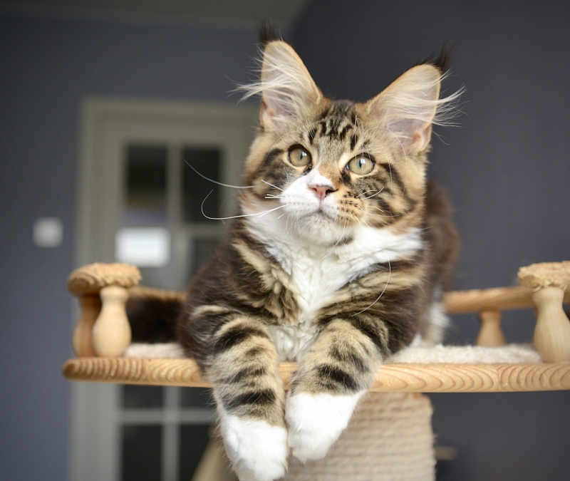 Lothar  Great Lion - Kitten maine-coon 3 months 2 weeks