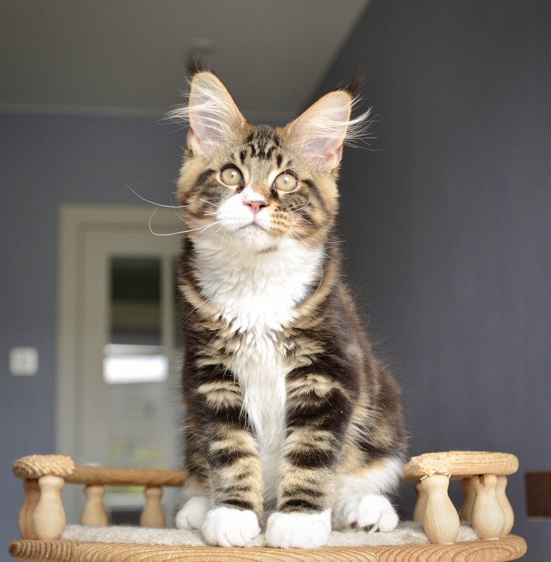 Lothar  Great Lion - Kitten maine-coon 3 months 2 weeks