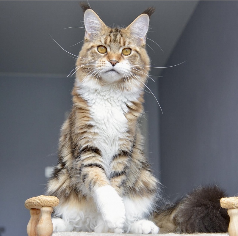 Narnia Singeria - Adult maine-coon 1 year 6 months 2.5 weeks