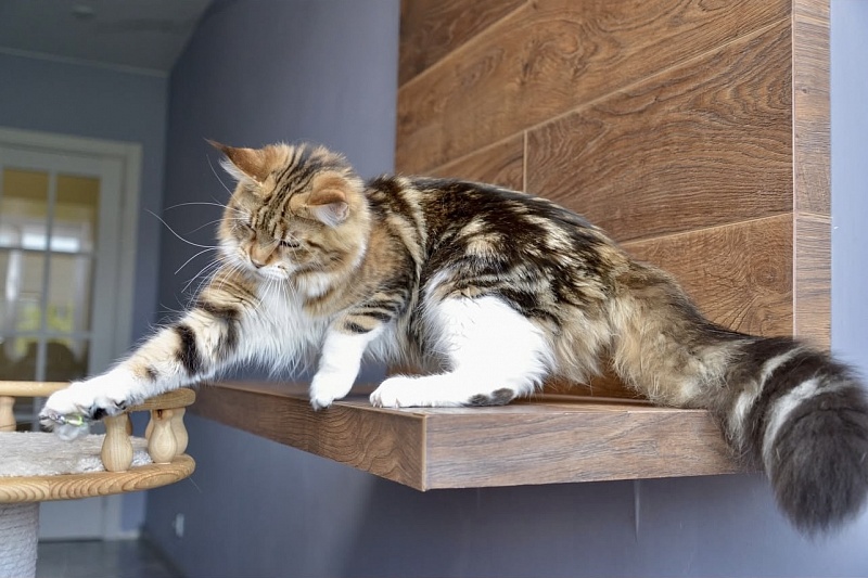 Narnia Singeria - Adult maine-coon 1 year 6 months 2.5 weeks