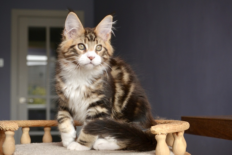 Magellan Great Lion - Kitten maine-coon 2 months 2.5 weeks