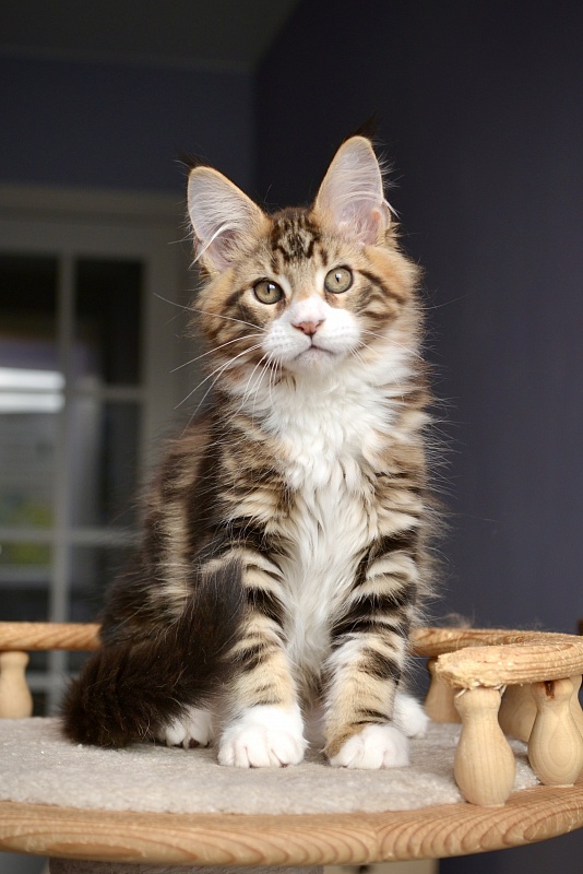 Magellan Great Lion - Kitten maine-coon 2 months 2.5 weeks