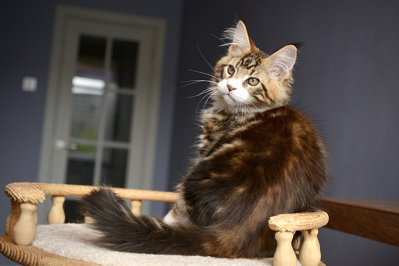 Magellan Great Lion - Kitten maine-coon 2 months 2.5 weeks