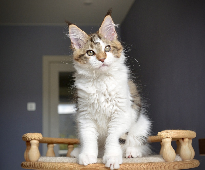 Milky Way Great Lion - Kitten maine-coon 2 months 2.5 weeks