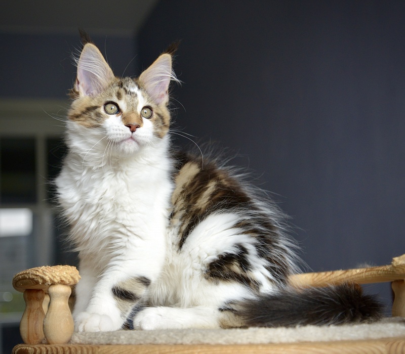 Milky Way Great Lion - Kitten maine-coon 2 months 2.5 weeks