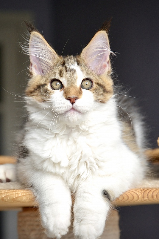 Milky Way Great Lion - Kitten maine-coon 2 months 2.5 weeks