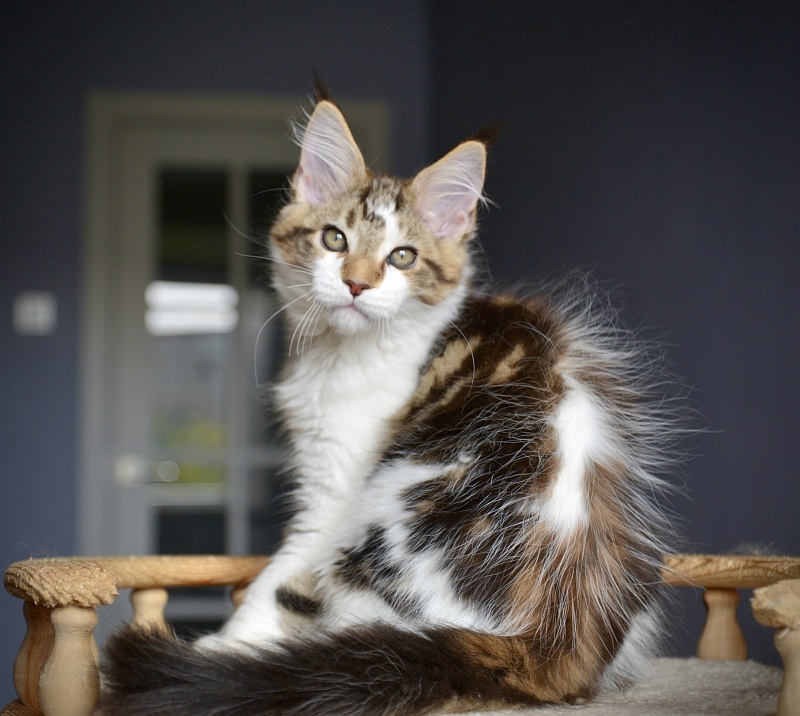 Milky Way Great Lion - Kitten maine-coon 2 months 2.5 weeks