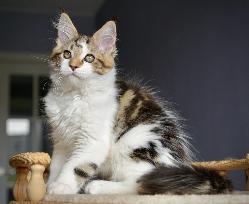 Milky Way Great Lion - Kitten maine-coon 2 months 2.5 weeks