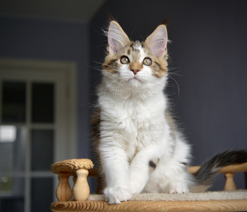 Milky Way Great Lion - Kitten maine-coon 2 months 2.5 weeks