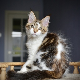 Milky Way Great Lion