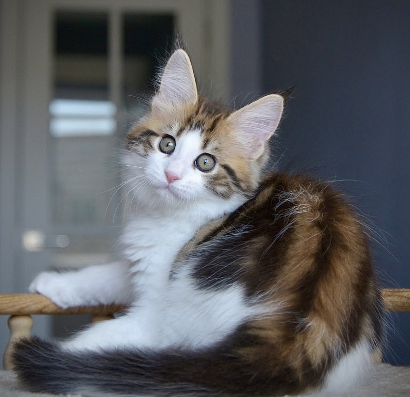 M Great Lion - Kitten maine-coon 4 months 3.5 weeks