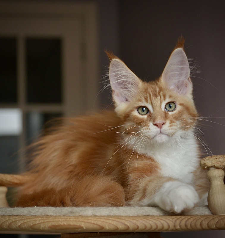 Nairo Great Lion - Kitten maine-coon 2 months 3.5 weeks