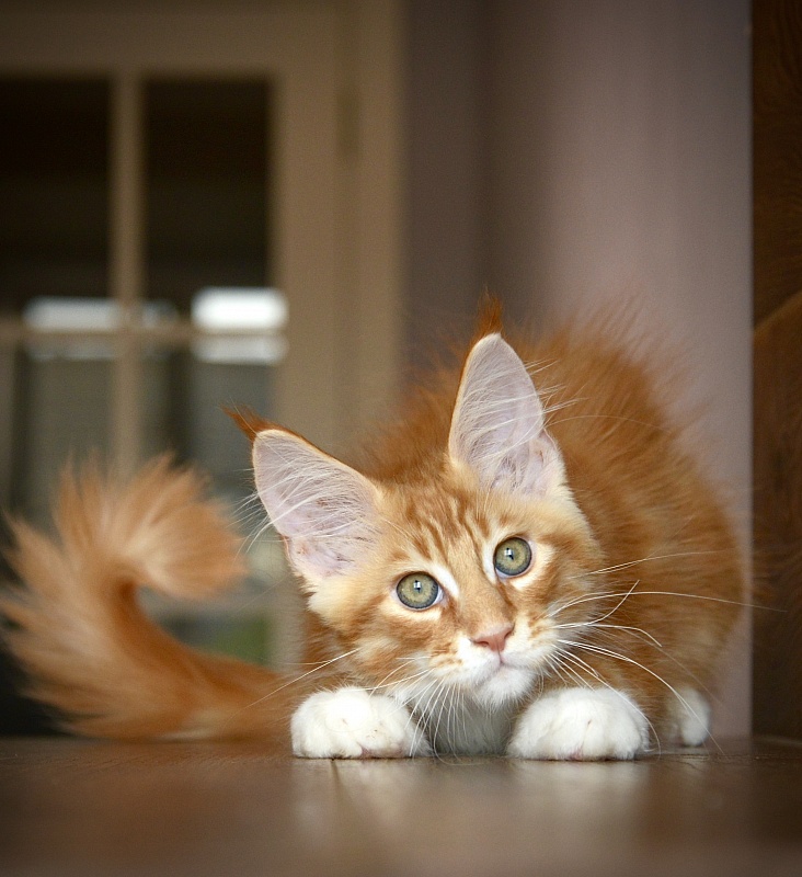 Nairo Great Lion - Kitten maine-coon 2 months 3.5 weeks