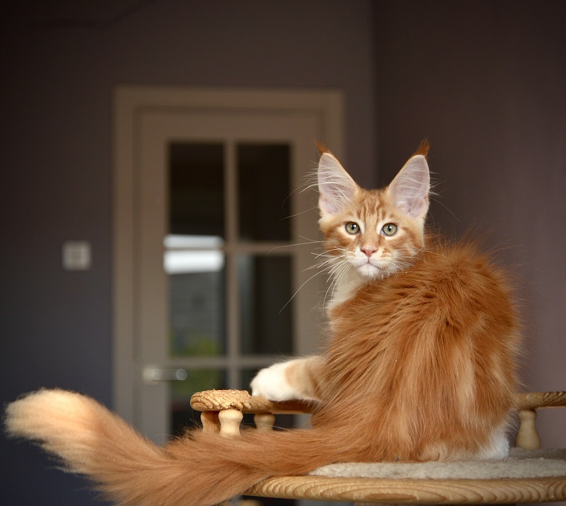 Nairo Great Lion - Kitten maine-coon 2 months 3.5 weeks