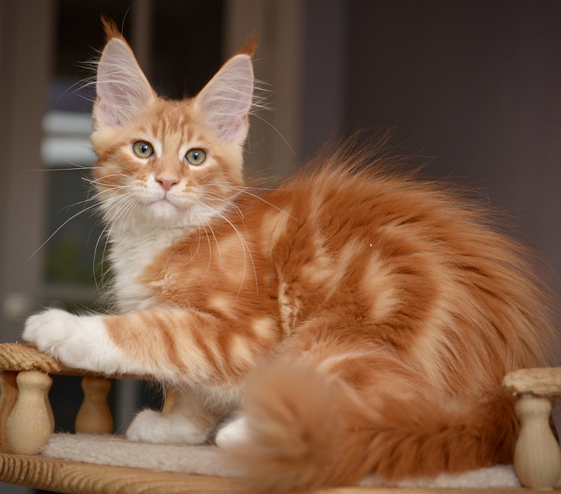 Nairo Great Lion - Kitten maine-coon 2 months 3.5 weeks