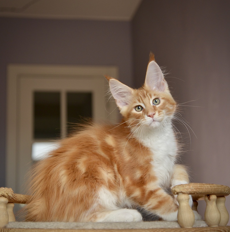 Nairo Great Lion - Kitten maine-coon 2 months 3.5 weeks