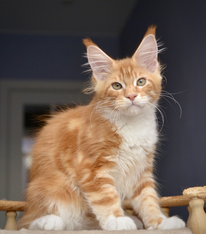 Noisette Great Lion - Kitten maine-coon 2 months 3.5 weeks