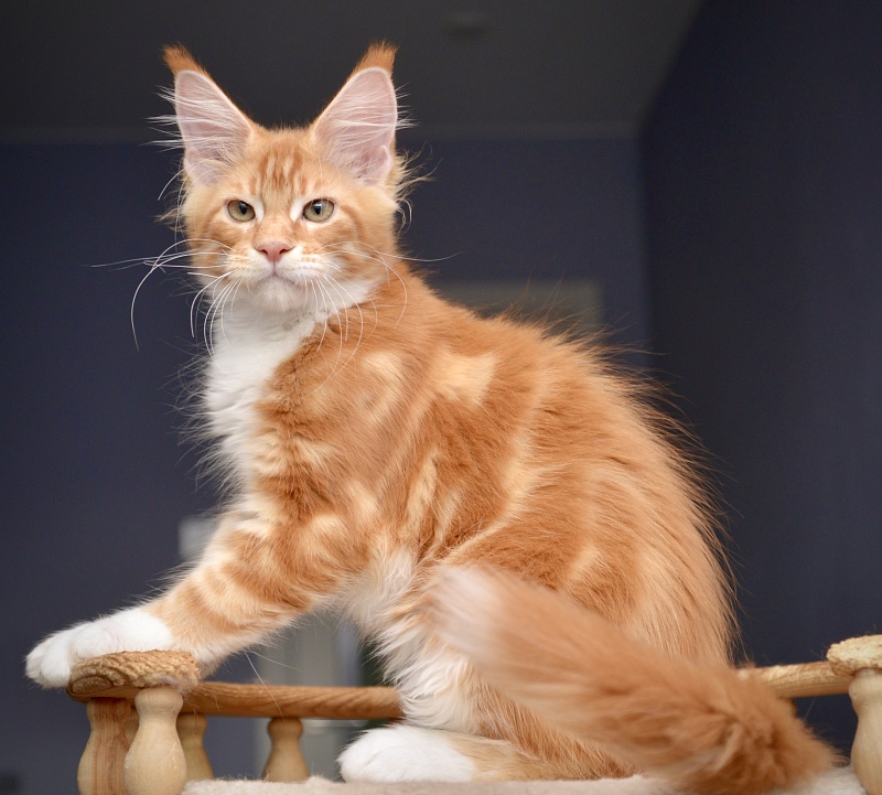 Noisette Great Lion - Kitten maine-coon 2 months 3.5 weeks