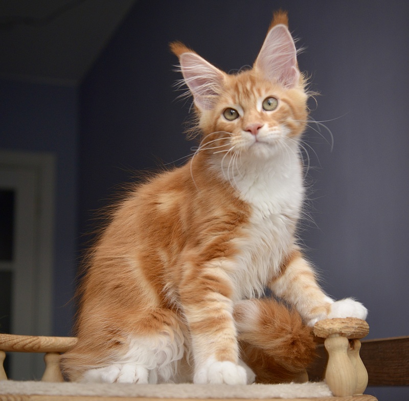 Noisette Great Lion - Kitten maine-coon 2 months 3.5 weeks