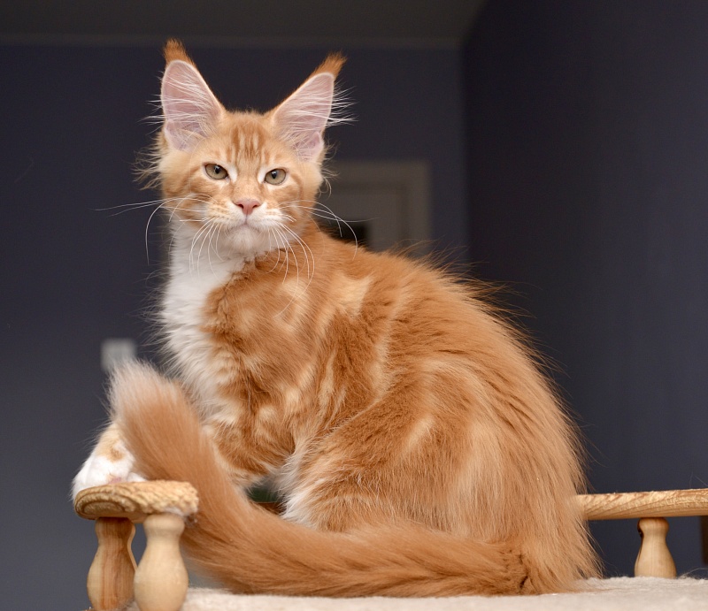 Noisette Great Lion - Kitten maine-coon 2 months 3.5 weeks