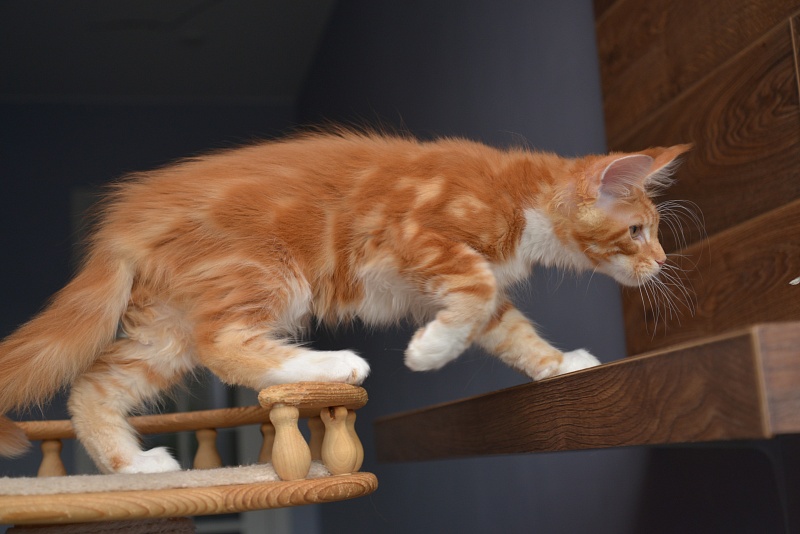Noisette Great Lion - Kitten maine-coon 2 months 3.5 weeks