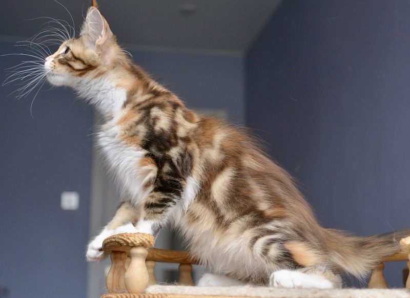 Nebula Great Lion - Kitten maine-coon 3 months