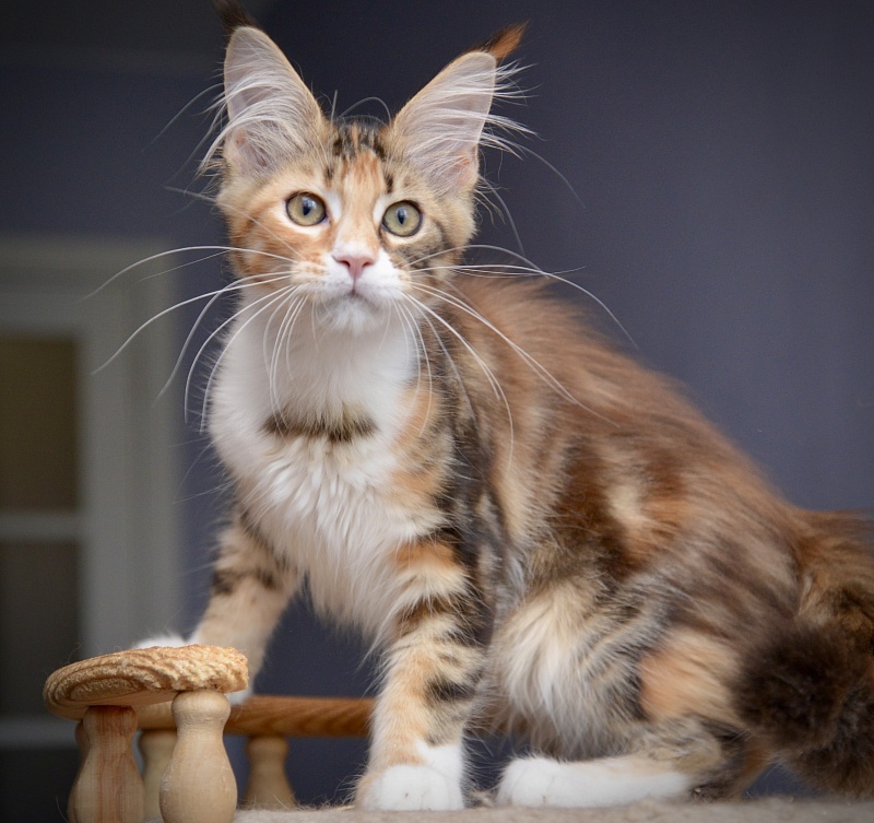 Nebula Great Lion - Kitten maine-coon 3 months