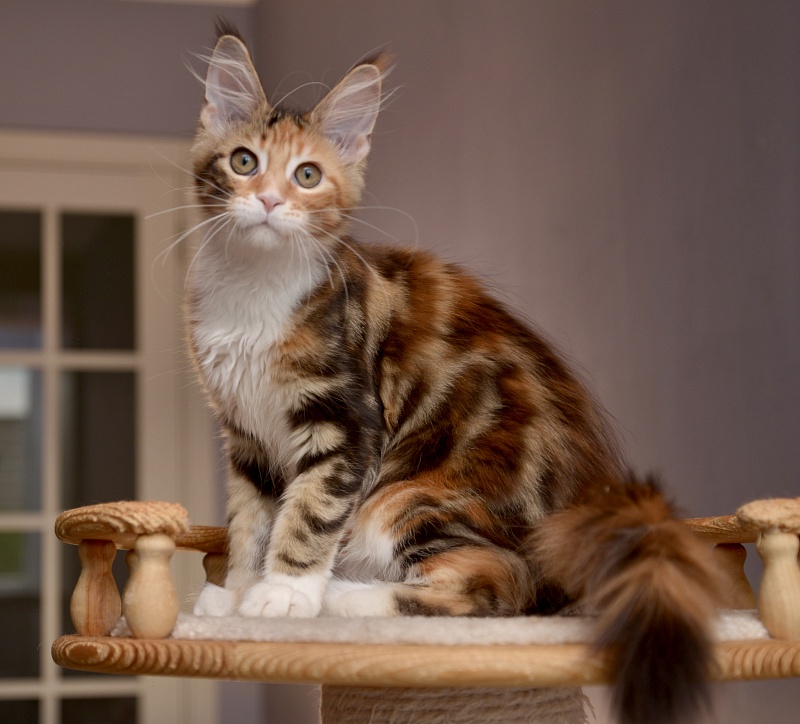 Noel Great Lion - Kitten maine-coon 3 months 2 weeks