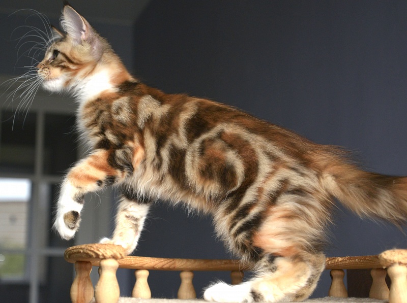 Narcissa Great Lion - Kitten maine-coon 3 months 2 weeks