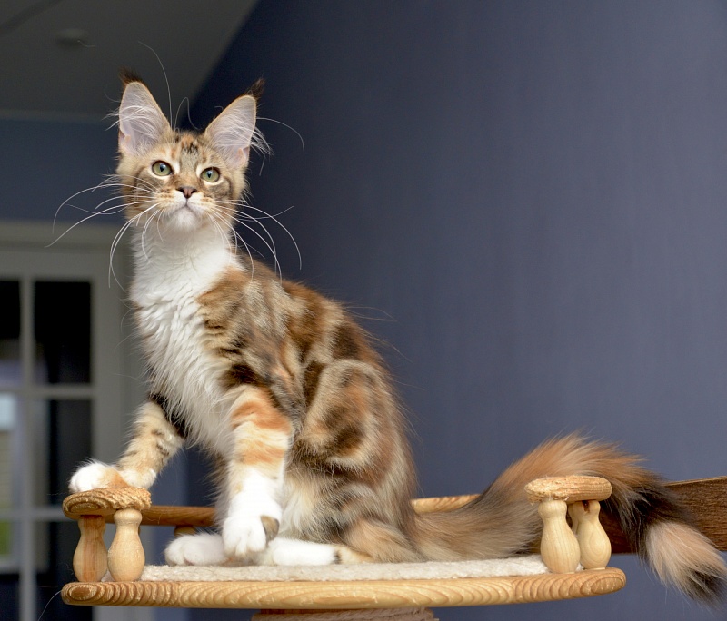 Narcissa Great Lion - Kitten maine-coon 3 months 2 weeks