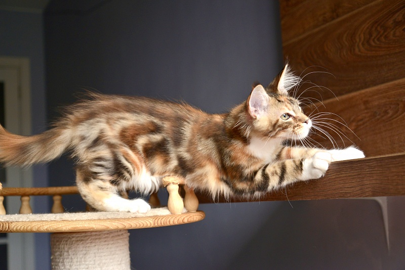 Narcissa Great Lion - Kitten maine-coon 3 months 2 weeks