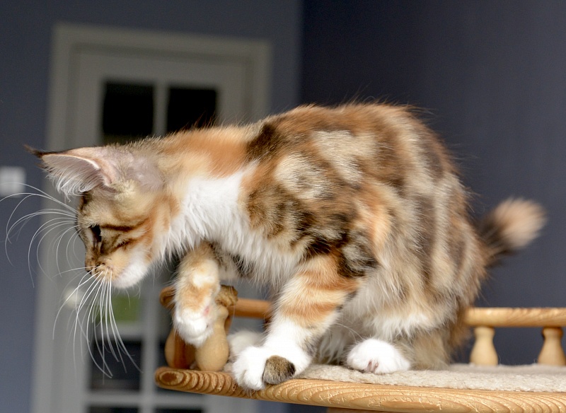 Narcissa Great Lion - Kitten maine-coon 3 months 2 weeks