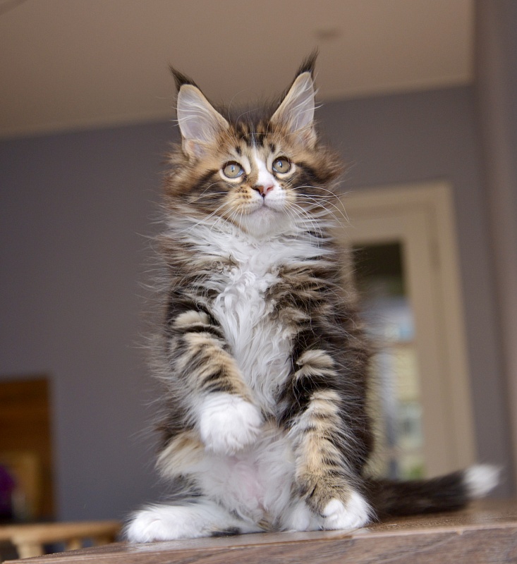 Oxford Great Lion - Kitten maine-coon 1 month 3.5 weeks